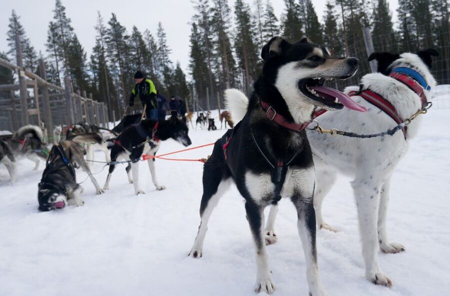 Levi: Self-Drive Guided Husky Tour - Safety Briefing and Training With Guides Like Hana