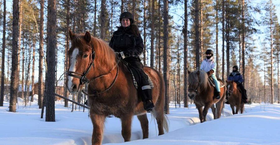 Levi: Snowy Forest Ride and Polar Lights Tours - Key things I’d highlight before you book