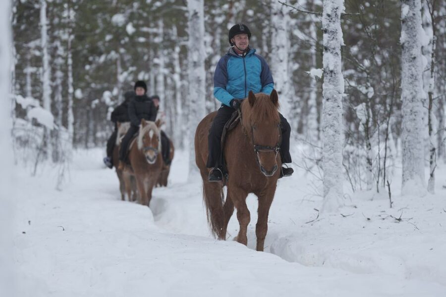Levi: Snowy Forest Ride and Polar Lights Tours - Two Hours in Levi, Lapland, on Finnhorses