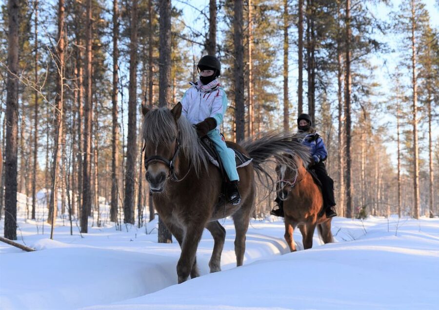 Levi: Snowy Forest Ride and Polar Lights Tours - Pickup, small-group comfort, and what “up to 6” really changes