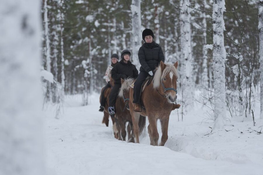 Levi: Snowy Forest Ride and Polar Lights Tours - Your 80 minutes: quiet forest, snow footing, and the pace you should expect