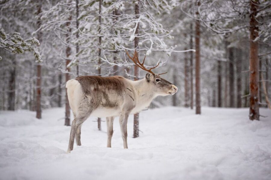 Levi: Traditional Reindeer Husbandry Experience - Key highlights at a glance