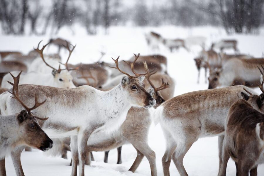 Levi: Traditional Reindeer Husbandry Experience - Traditional reindeer husbandry in the middle of nowhere