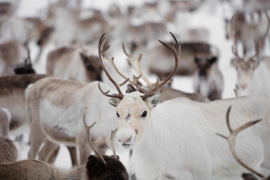 Levi: Traditional Reindeer Husbandry Experience - The herder lesson, what you will learn and what to ask