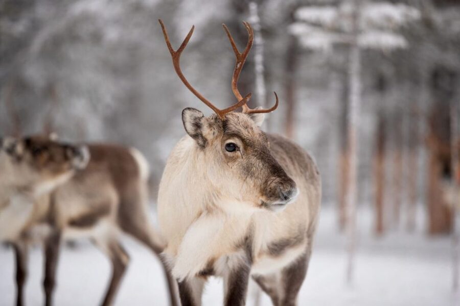Levi: Traditional Reindeer Husbandry Experience - Open fire, warm drinks, and how to make the last hour count