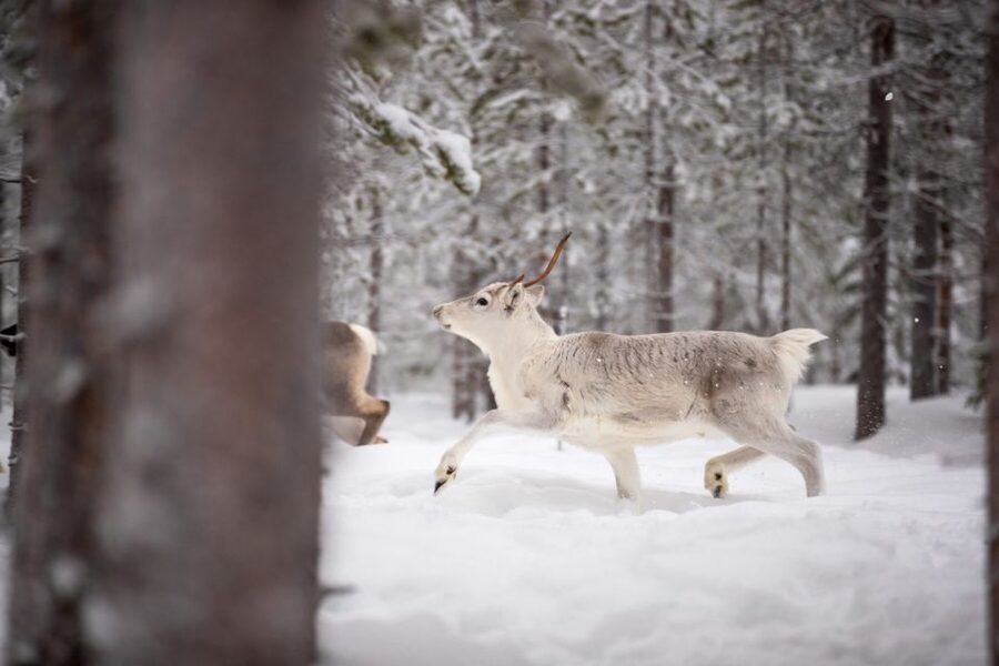 Levi: Traditional Reindeer Husbandry Experience - Pickup and getting suited up in Levi