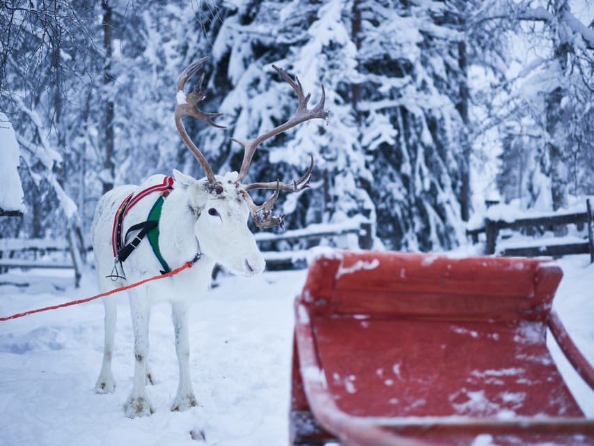 Levi: Winter Highlights Family Day - Arctic Animal Farms, Real Sled Time, and Kids Get the Wheel