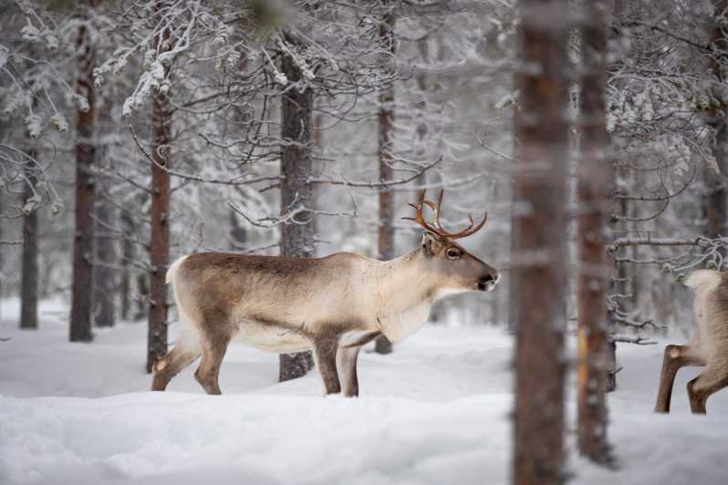 Levi: Winter Highlights Family Day - Winter Clothes Are Included, So You Spend Less Time Fussing