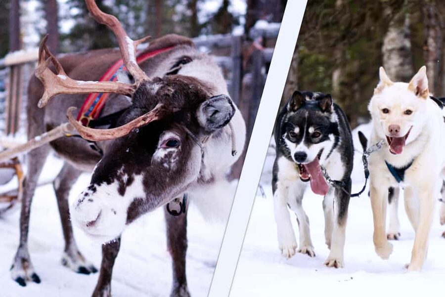 Levi: Winter Wilderness Husky & Reindeer Safari Combo Tour - From Levi Tourist Office to the Arctic: What the Start Feels Like