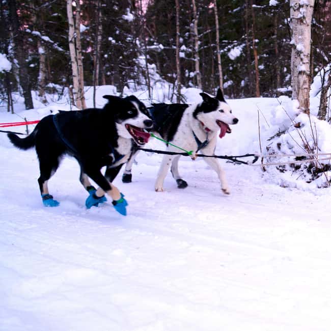 Levi: Winter Wilderness Husky & Reindeer Safari Combo Tour - Ethics and Animal Welfare: What the No-Kill Message Means in Practice