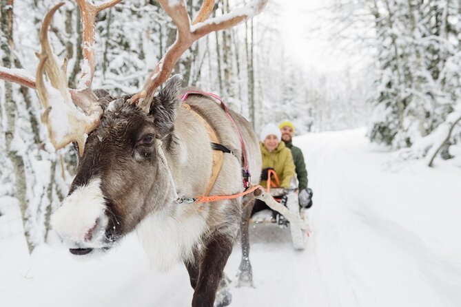 Meet Santa Claus & Santa's Reindeer Ride & Greet Huskies - Santa’s official post office, postcards, and photo timing