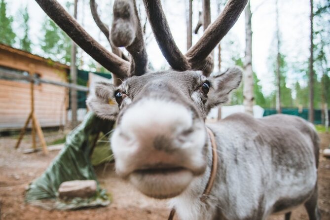 Meet Santa Claus & Santa's Reindeer Ride & Greet Huskies - Which travelers should book this?
