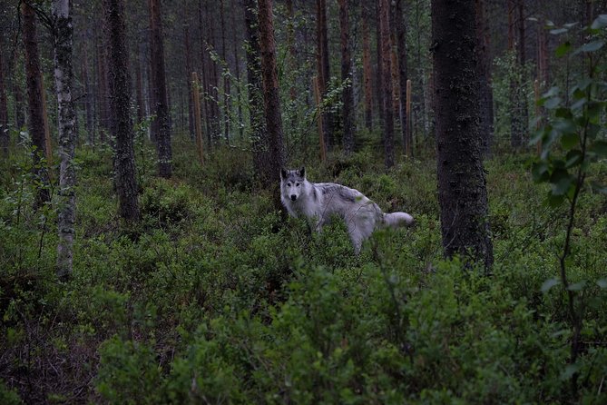 Meet Taivas & the Arctic Wolves - Private Tour - Your 1.5-hour flow: what happens from arrival to the final stop