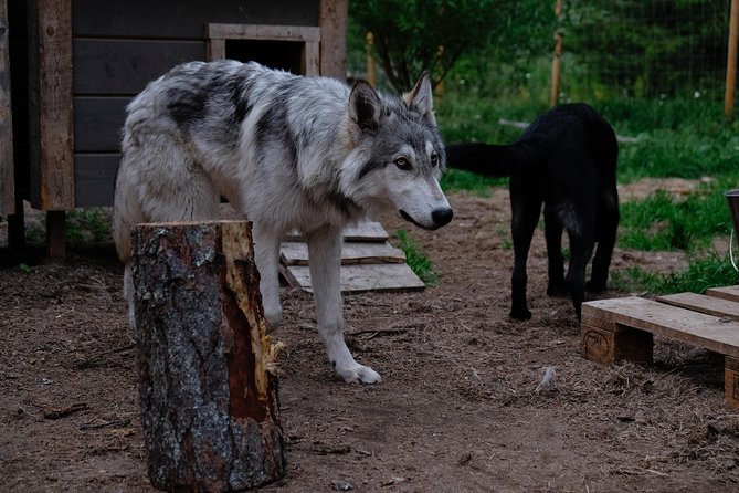 Meet Taivas & the Arctic Wolves - Private Tour - What you learn about wolf behavior and how wolfdogs differ from dogs