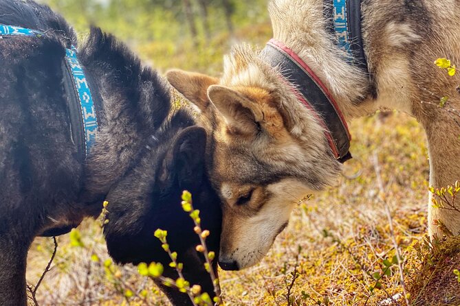 Meet Taivas & the Arctic Wolves - Private Tour - Goats and chickens: the farm part that adds real context