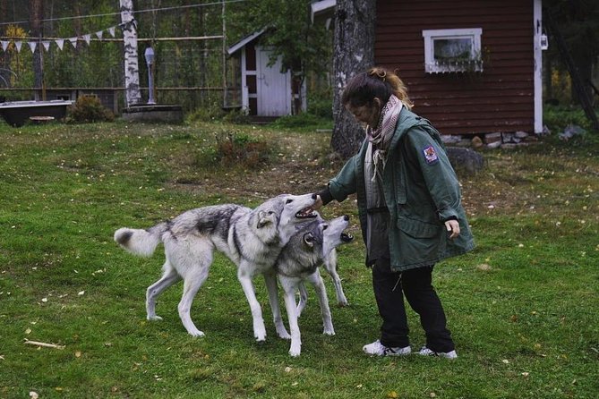 Meet Taivas & the Arctic Wolves - Private Tour - Price and value: what $311.87 per person buys you
