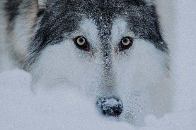 Meet Taivas & the Arctic Wolves - Private Tour - Getting there from Rovaniemi: the simple logistics that can make or break it