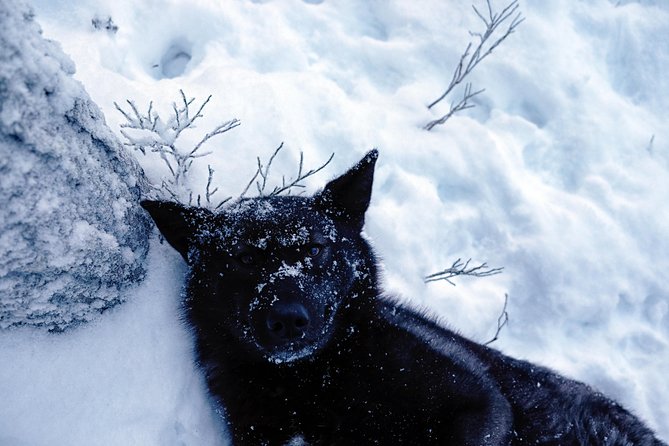 Meet Taivas & the Arctic Wolves - Private Tour - Rules for entry: age limits and face-covering expectations