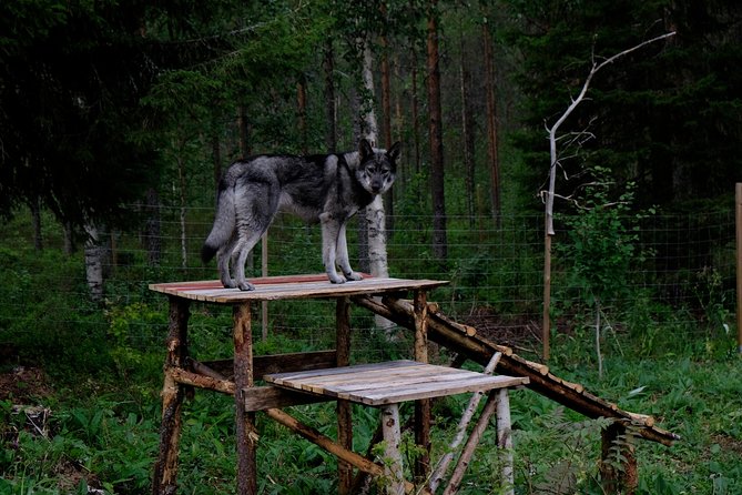 Meet Taivas & the Arctic Wolves - Private Tour - Meeting Arctic wolfdogs up close, one individual at a time
