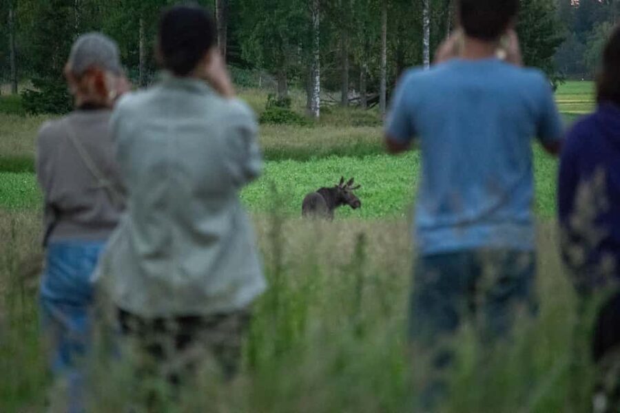 Moose safari with campfire dinner from Helsinki - Porkkala Peninsula at dusk, just an hour from Helsinki