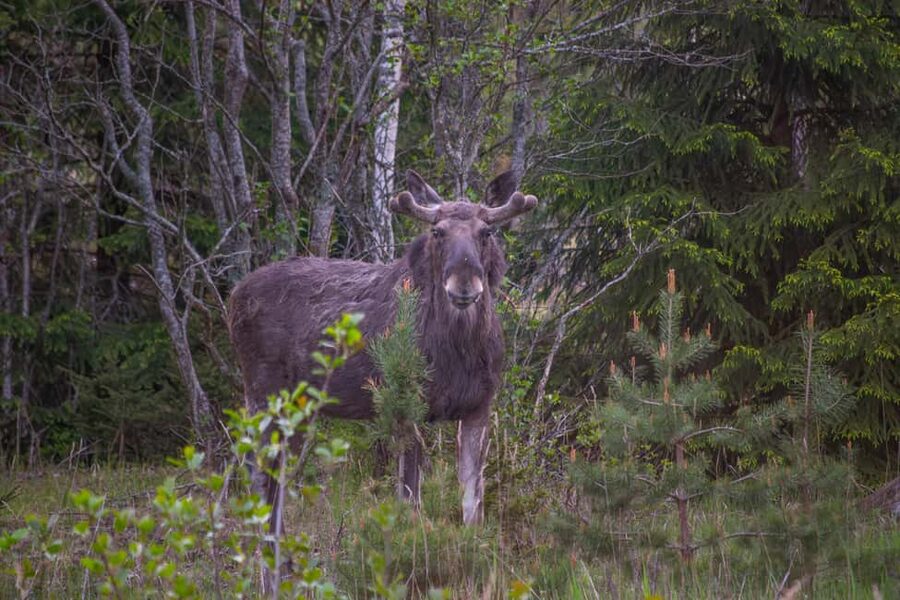 Moose safari with campfire dinner from Helsinki - The campfire dinner: Finnish snacks, berry juice, and real stories