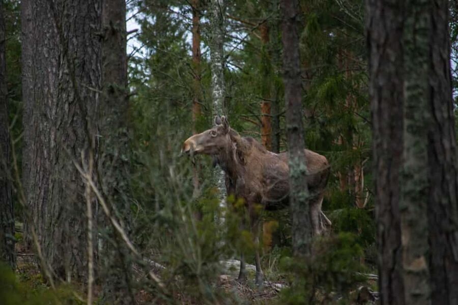 Moose safari with campfire dinner from Helsinki - Wildlife viewing on the Porkkalanniemi Peninsula, with hotspots and gear