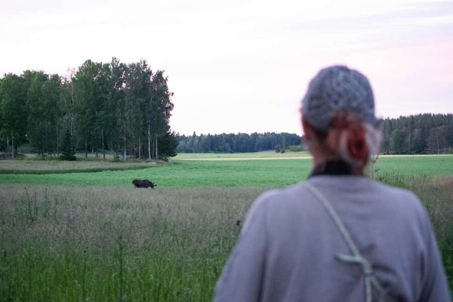 Moose safari with campfire dinner from Helsinki - What you might spot besides moose