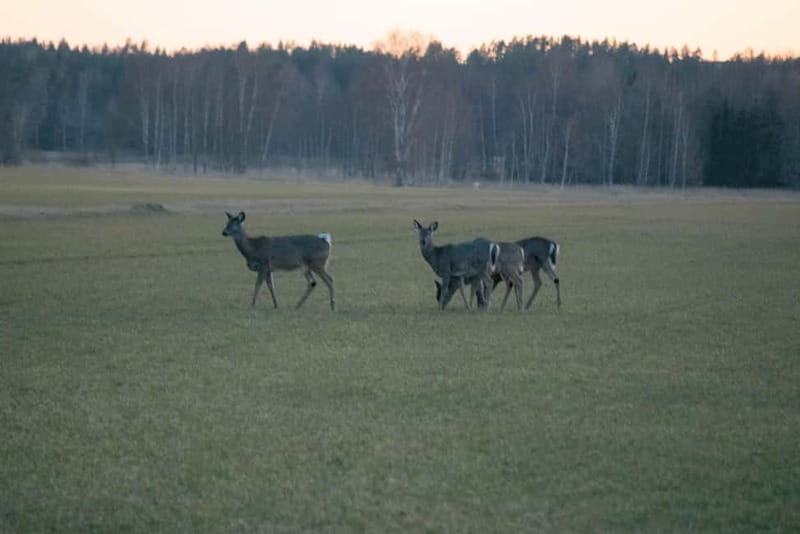 Moose safari with campfire dinner from Helsinki - What to wear when the Gulf of Finland gets cold