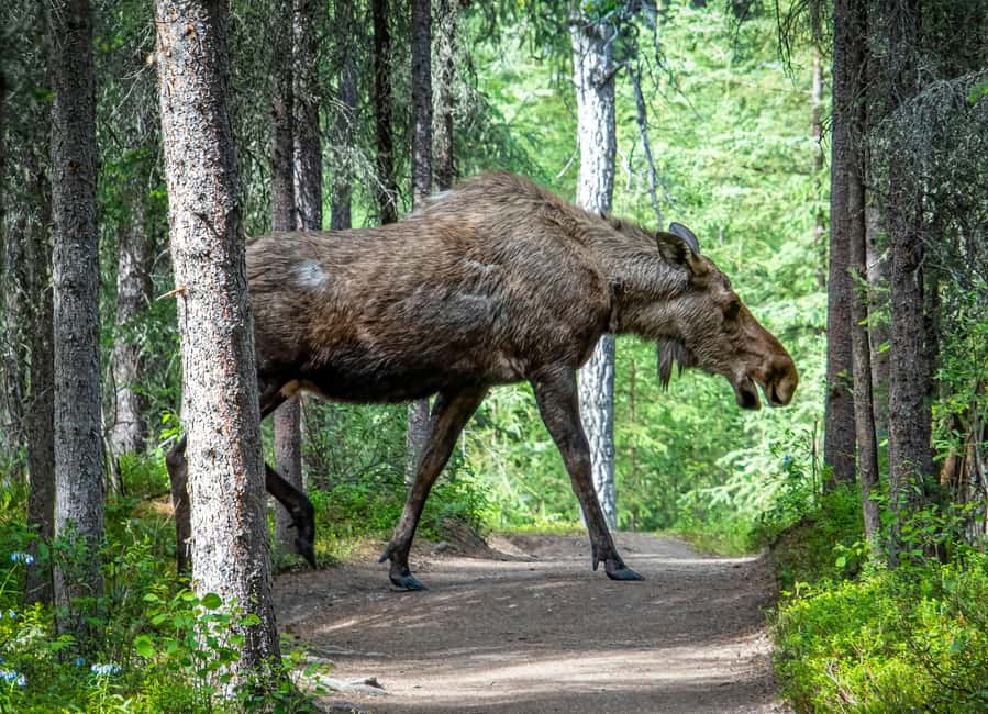 Moose safari with campfire dinner from Helsinki - How the timing feels in real life
