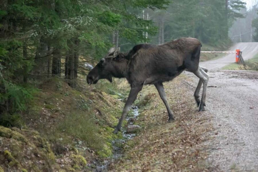 Moose safari with campfire dinner from Helsinki - Is this the right fit for you?