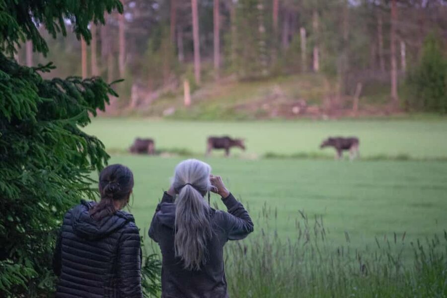 Moose safari with campfire dinner from Helsinki - Getting to Nervanderinkatu 2 and riding out in a small blue van