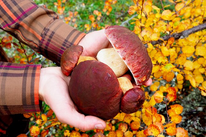 Mushroom Hunting in a National Park - Who Should Book This Mushroom Hunting Day