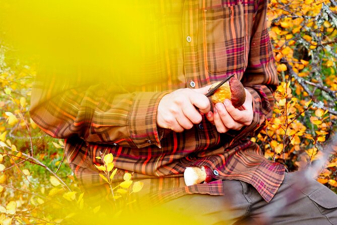 Mushroom Hunting in a National Park - Finding and Choosing Mushrooms Safely