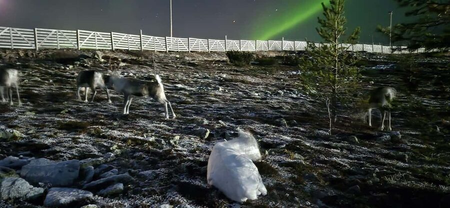 Northern Lights Snowshoe Hike in Levi with Latvian Guide - Northern Lights expectations: how to get the most from no-guarantee planning