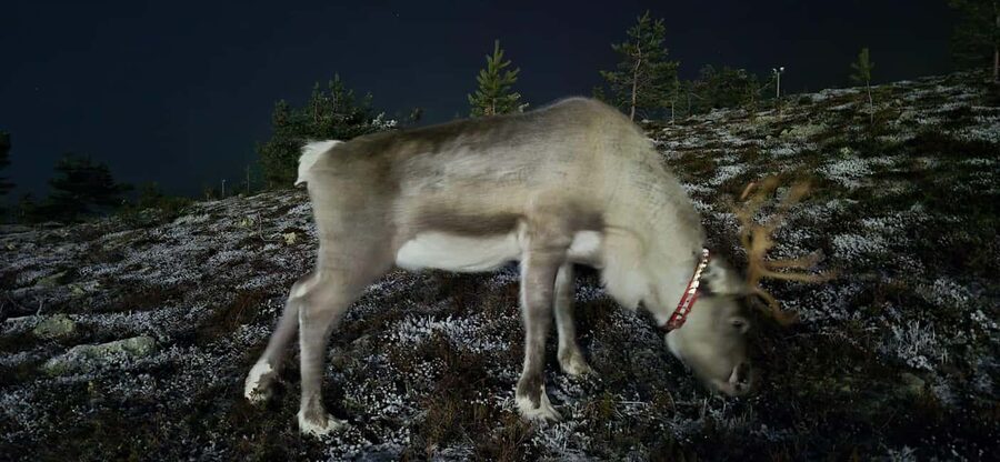 Northern Lights Snowshoe Hike in Levi with Latvian Guide - Should you book this tour in Levi?