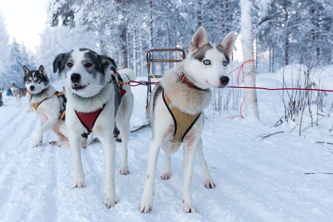 Nulkki Husky Adventure - Key highlights to know before you go