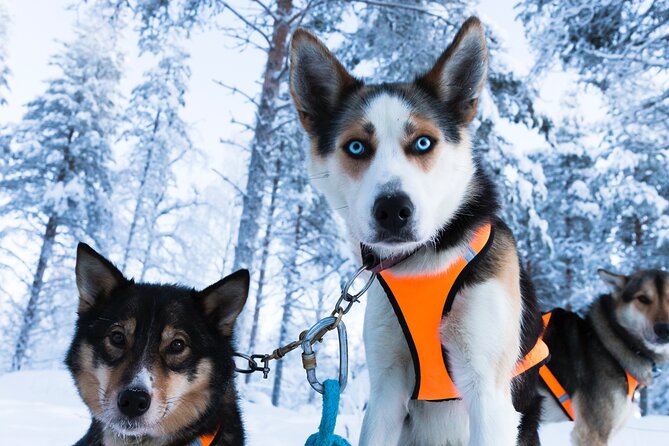 Nulkki Husky Adventure - Entering The Husky World in Rovaniemi, Half-Day Style