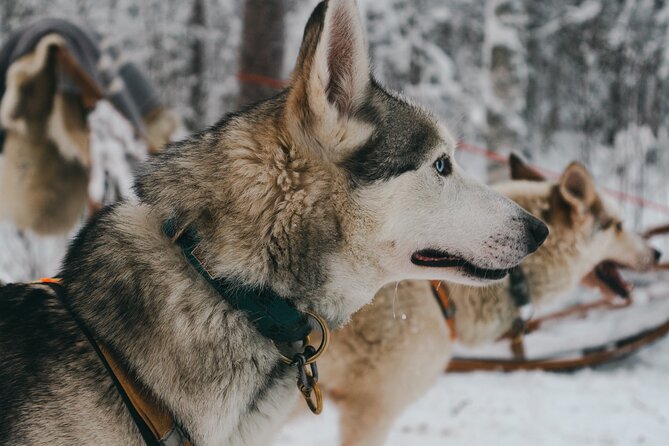 Nulkki Husky Adventure - The Car Ride Briefing: Arctic Views and Getting Oriented