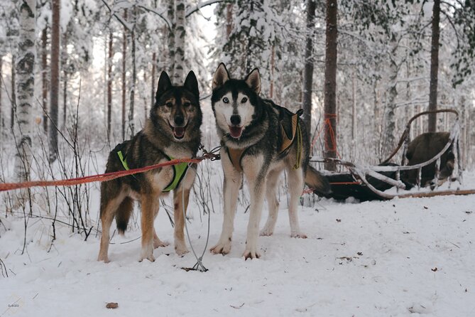 Nulkki Husky Adventure - Getting Ready: boots, thermal overalls, and cold-weather comfort