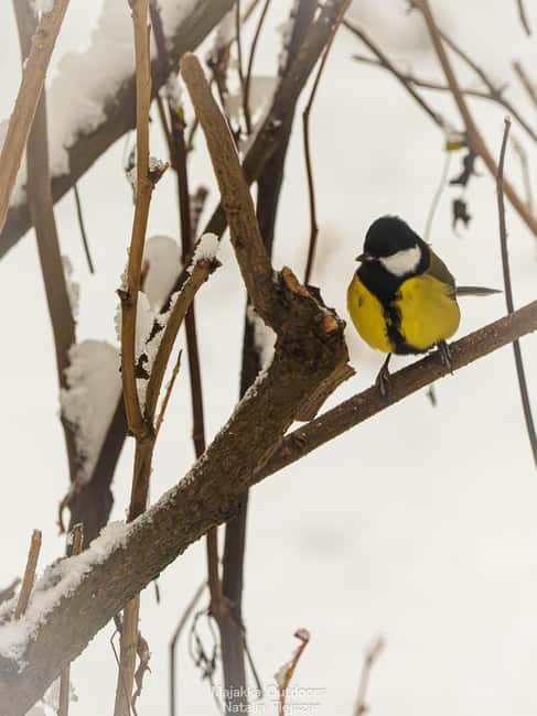 Oulu: Hietasaari Wildlife Hike with Nature Guide All Seasons - Key highlights at a glance