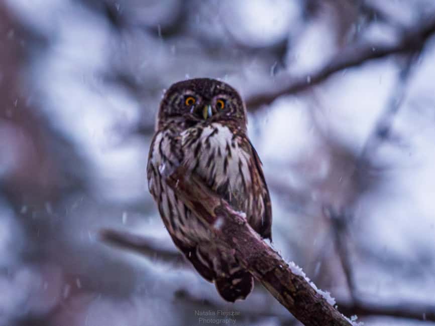 Oulu: Hietasaari Wildlife Hike with Nature Guide All Seasons - Starting at Nallikari, then stepping from city edges into forest and shore