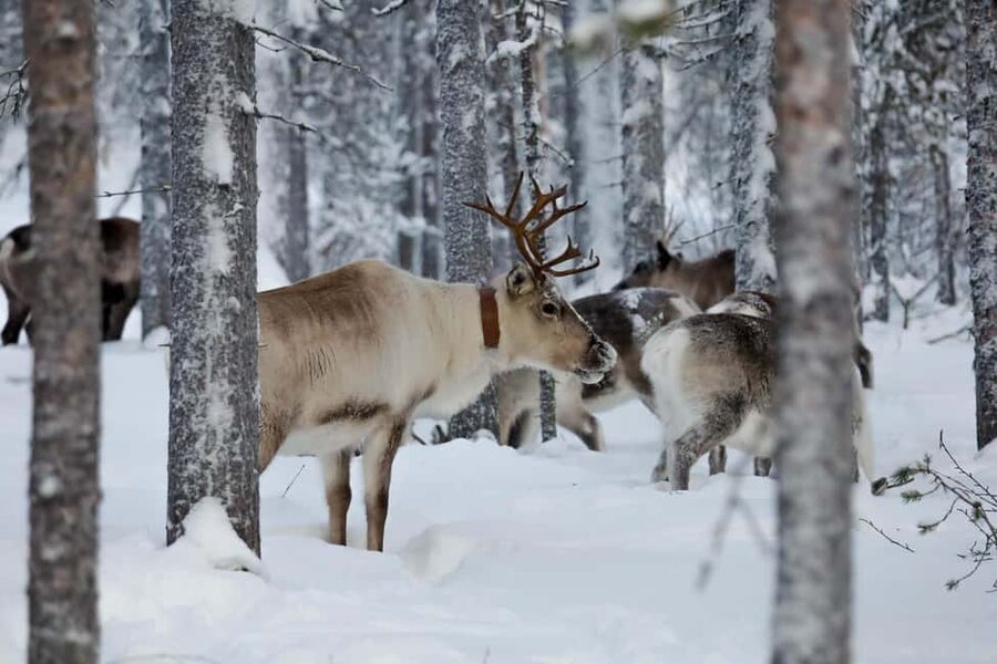 Oulu: Reindeers & Christmas Trees - Key things you’ll remember
