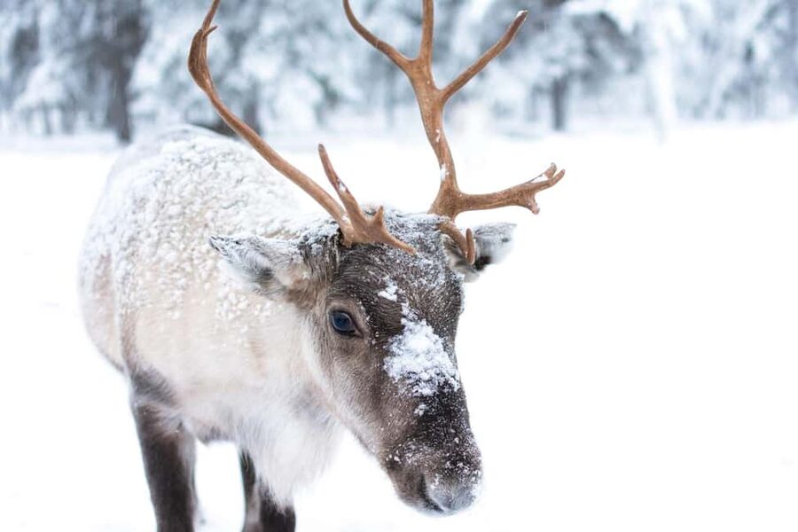 Oulu: Reindeers & Christmas Trees - From Oulu city to real countryside, with door-to-door pickup