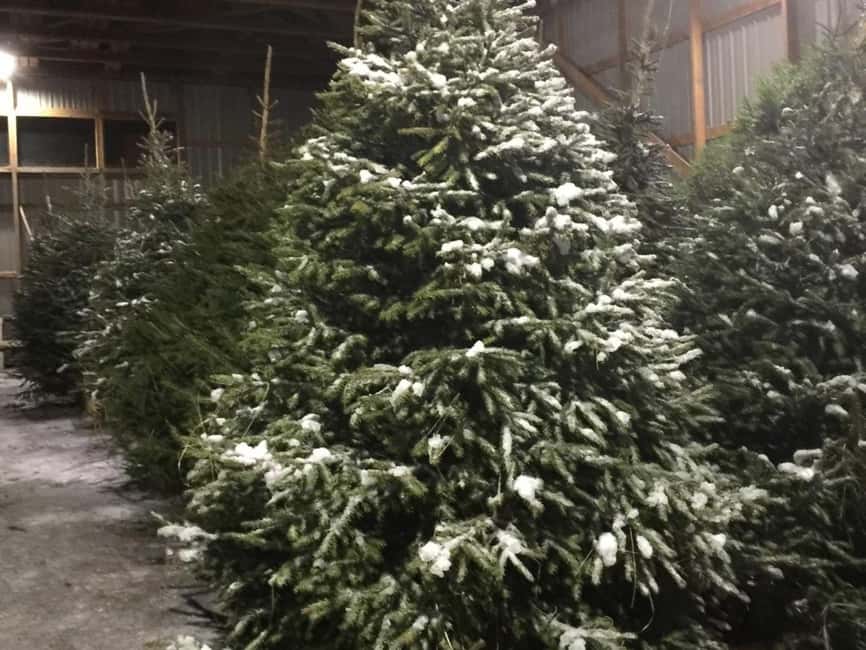 Oulu: Reindeers & Christmas Trees - Oulu reindeer and tree traditions: what you’re actually learning