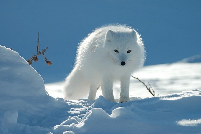 Ounasvaara and Ranua Zoo - A smart Lapland wildlife day from Rovaniemi