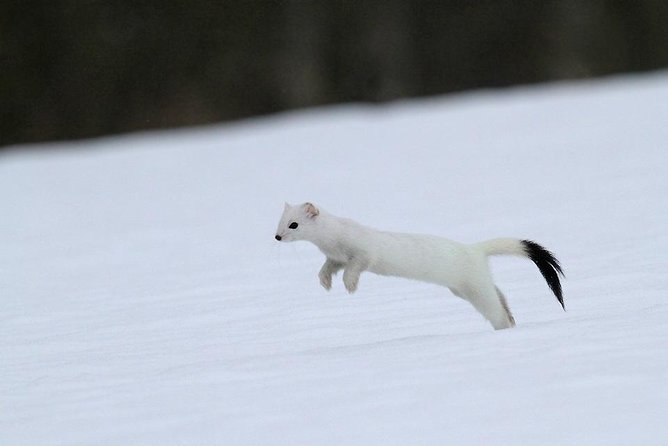 Ounasvaara and Ranua Zoo - Ranua Zoo: Arctic species in a natural setting