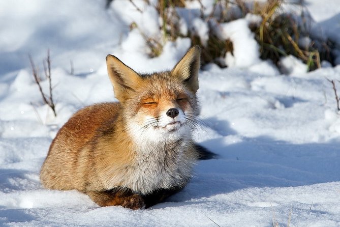Ounasvaara and Ranua Zoo - The guide makes a big difference in how you see everything