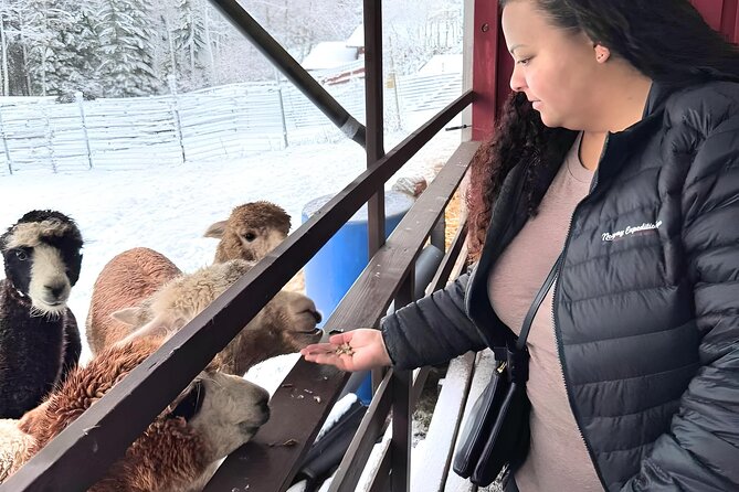 PRIVATE Alpaca Guided Forest Walk + Feeding Helsinki - Private alpaca forest time near Helsinki: what you actually do
