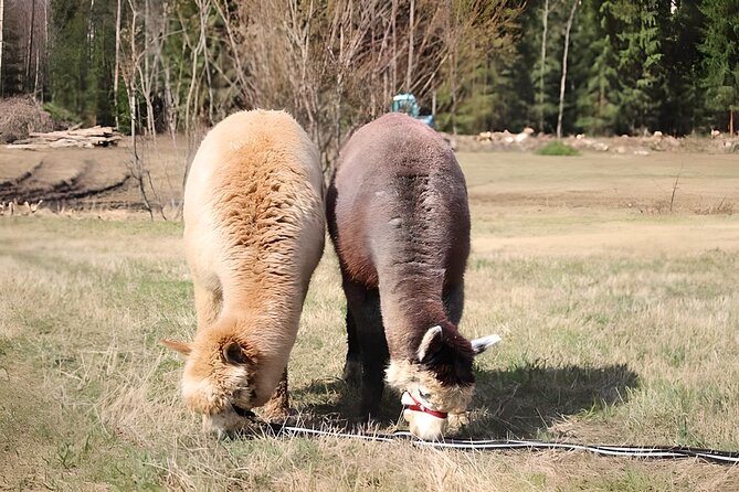 PRIVATE Alpaca Guided Forest Walk + Feeding Helsinki - The forest walk: pace, photos, and keeping it fun for kids