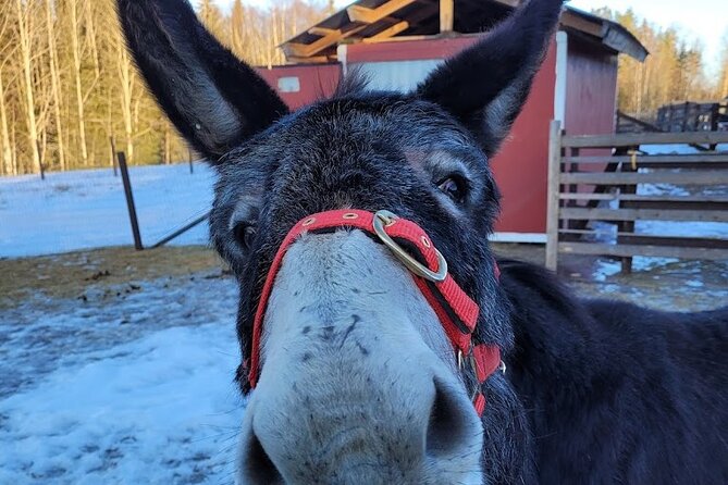 PRIVATE Alpaca Guided Forest Walk + Feeding Helsinki - Price and value: is 239.65 per person fair?